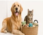 Why Pet Toy Sets Are a Smart Choice for Wholesale Buyers