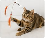 Cat playing with teaser wand